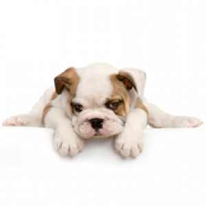 Carol's Pretty Pets Salon