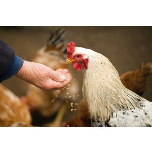 Cowtown Feed & Livestock