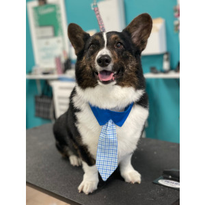Pets Place Grooming
